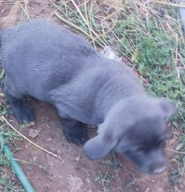 LAB PUPPIES 