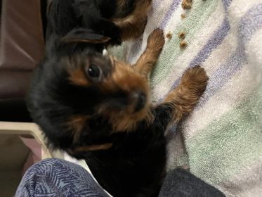 THREE YORKIE PUPPIES