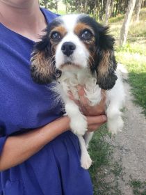 CAVAPOO PUPPIES
