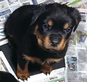 AUSTRALIAN YORKIEPOO PUPPIES