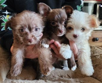 YORKIE MIX PUPPIES