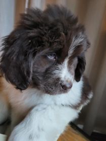 NEWFOUNDLAND PUPPIES