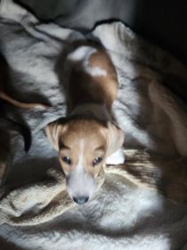 MINIATURE DACHSUND PUPS AKC