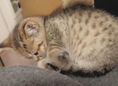 PURE SCOTTISH FOLD GIRL WITH STRAIGHT EARS