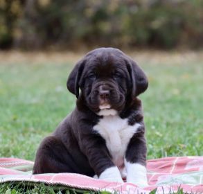 ADORABLE SPRINGADOR PUPPIES