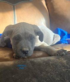 PUREBRED CANE CORSO PUPPIES