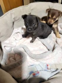CHIHUAHUA PUPPIES