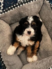 MINI BERNEDOODLE PUPPIES AVAILABLE