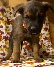 READY FOR FUREVER HOMES!