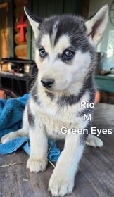 PUREBRED HUSKY PUPPIES 10 WEEKS OLD