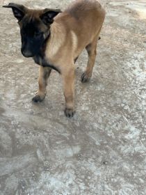 PUREBRED BELGIAN MALINOIS PUPPIES