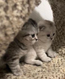 THREE SCOTTISH FOLD KITTENS