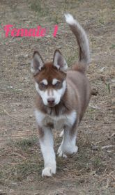 FOUR BEAUTIFUL SIBERIAN HUSKY PUPPIES AVAILABLE