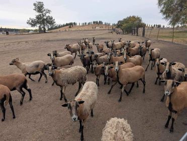 AMERICAN BARBADOS BLACK BELLY SHEEP