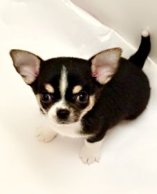 PUREBRED CHIHUAHUAS