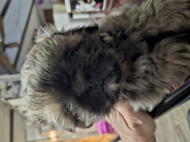 SHIH TZU PEKINGESE MALE PUPPY