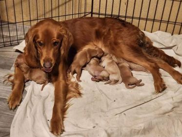 AKC REG. GOLDEN RETRIEVER PUPPIES