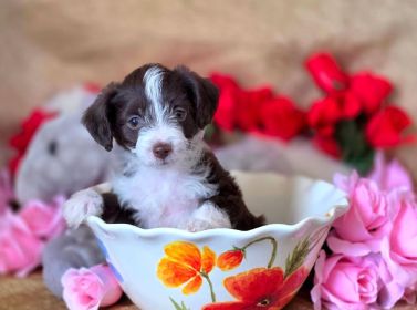 AUSTRALIAN YORKIEPOO PUPPIES