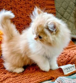 BEAUTIFUL PERSIAN KITTENS