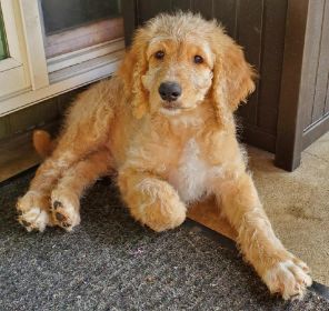 SWEET GOLDEN DOODLES