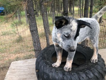 HEELER PUPPIES