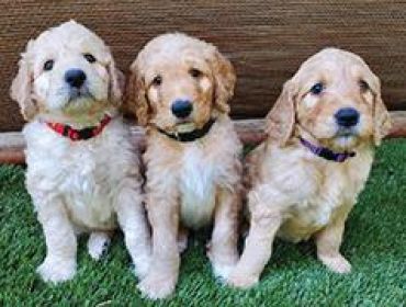 ADORABLE GOLDENDOODLE PUPPIES