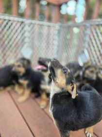 SEVEN SWEET PLAYFUL PUPPIES