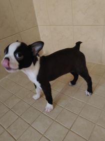 BOSTON TERRIER PUPPIES AKC 10 WEEKS