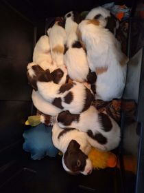 AKC BRITTANY PUPPIES