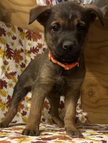 READY FOR FUREVER HOMES!