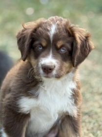 AKC MINI AMERICAN SHEPHERD PUPPIES