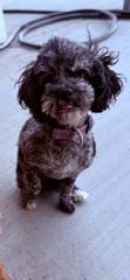 COCKAPOO & POMERANIAN FEMALE