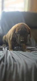 CANE CORSO/ BLUETICK CROSS $650