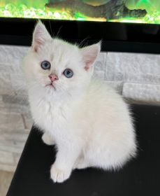 BRITISH KITTENS 