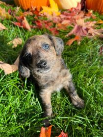 MAZIEPOOS: COCKAPOO/ YORKIEPOO MIX PUPPIES