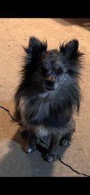 COCKAPOO & POMERANIAN FEMALE