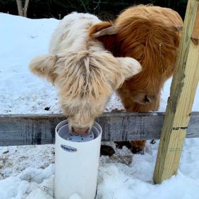 LIVESTOCK DRINKING POST