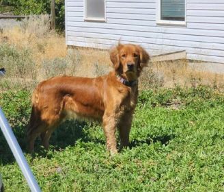 AKC REG. GOLDEN RETRIEVER PUPPIES
