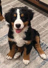 AKC BERNESE MOUNTAIN DOG PUPPIES