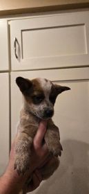 HEELER PUPPIES, FANTASTIC FAMILY DOGS