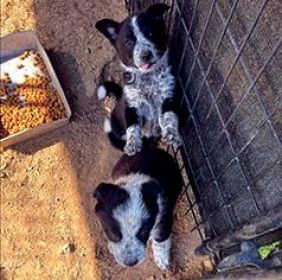 BORDER COLLIE/HEELER