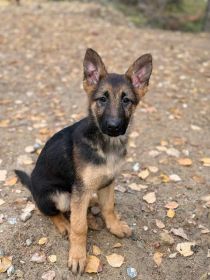 TWO FEMALE GERMAN SHEPHERD PUPPIES