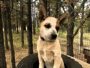 HEELER PUPPIES