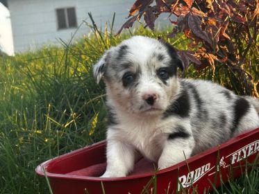 CORGI PUPPIES