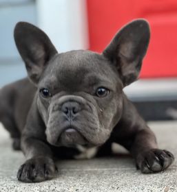 BLUE FRENCHIE PUPPIES