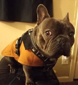 AKC MALE FRENCH BULLDOG