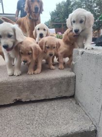 AKC GOLDEN RETRIEVERS