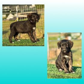 SUPER CUTE GIANT SCHNOODLE CROSS PUPPIES
