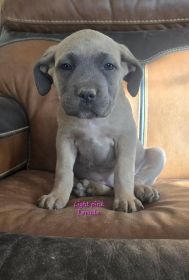 PUREBRED CANE CORSO PUPPIES