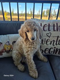 AKC STANDARD POODLES 